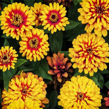 Zinnia Seeds
