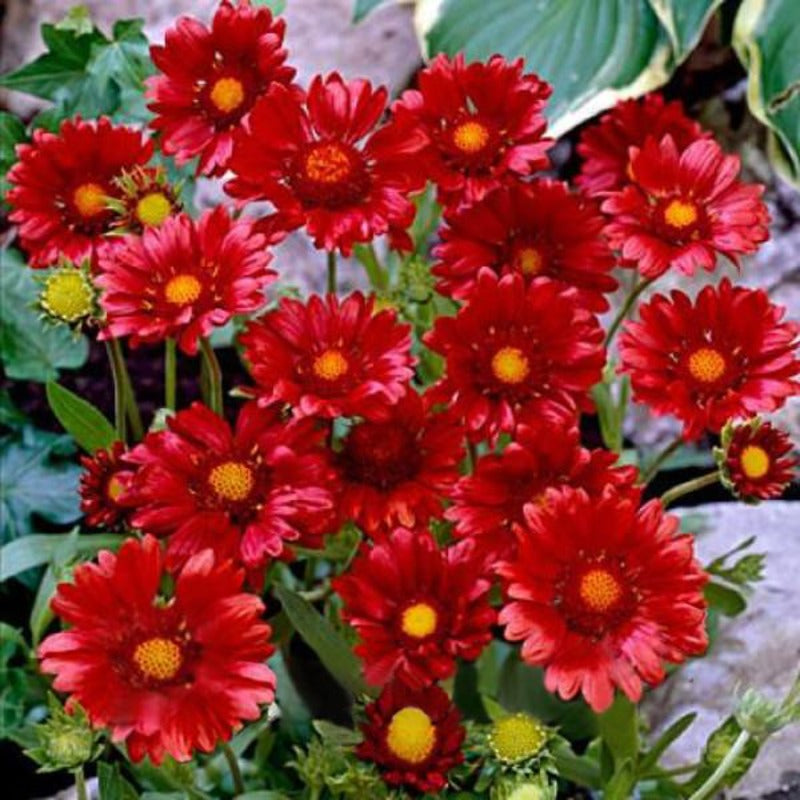 Zinnia Seeds