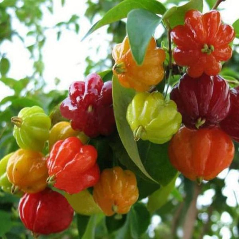 Ornamental Blooming Pepper Seeds