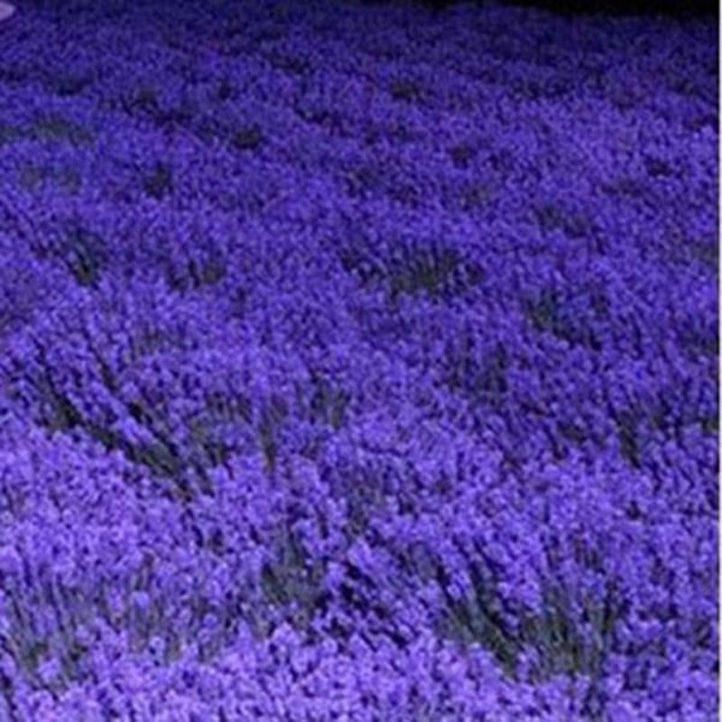 French Provence Lavender Seeds