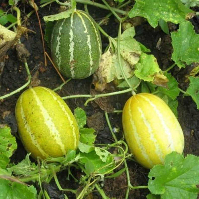 Cantaloupe Seeds