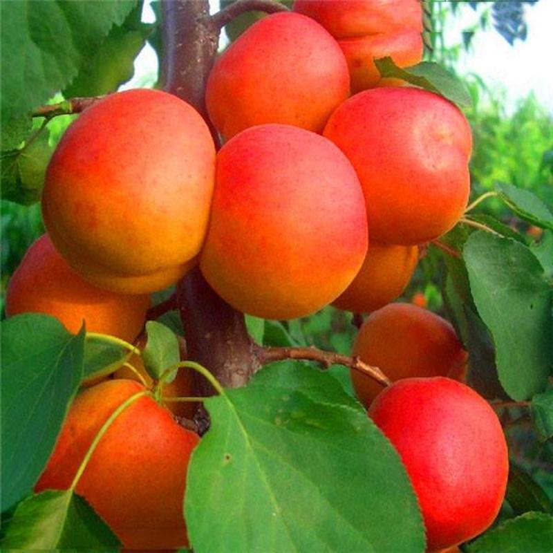 Apricot Fruit Tree Seeds