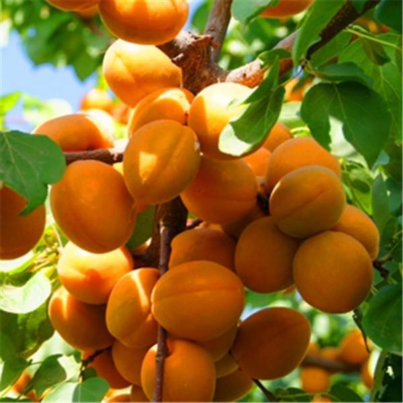 Apricot Fruit Tree Seeds