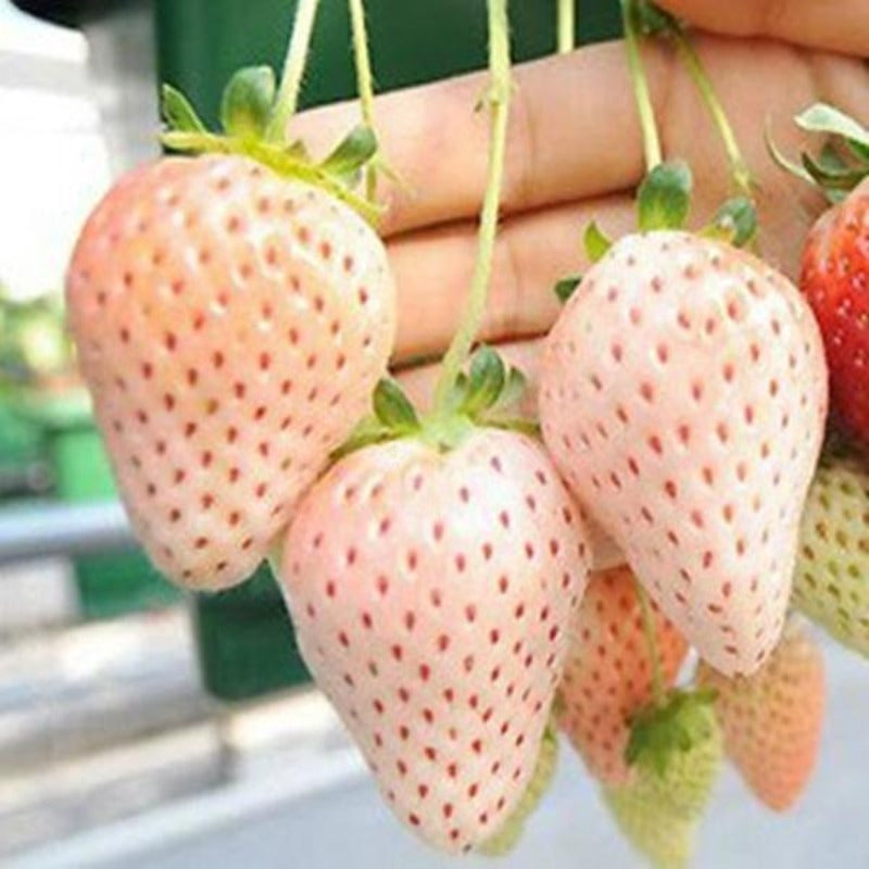 White Milk Alpine Strawberry Seeds