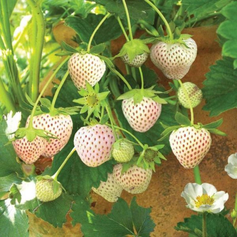 White Milk Alpine Strawberry Seeds