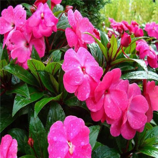 Impatiens Walleriana Pink Flowers Seeds