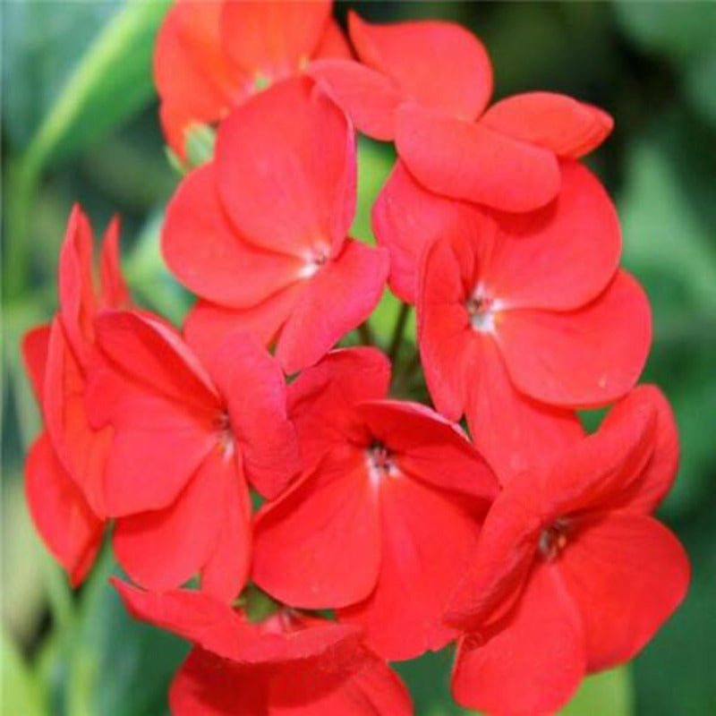 Impatiens Walleriana Red Flowers Seeds
