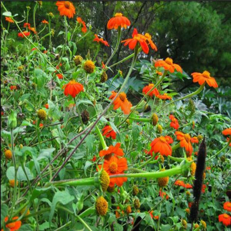 Sunflower Tithonia Speciosa Goldfinger Flower Seeds