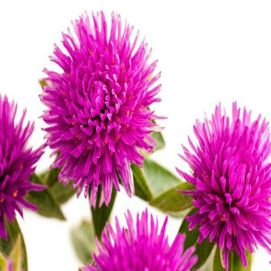 Gomphrena Pink Flower Seeds