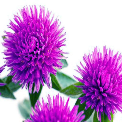 Gomphrena Purple Flower Seeds