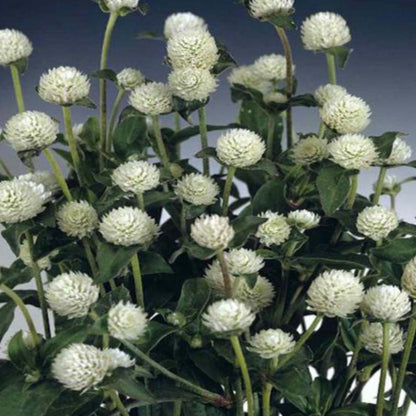 Gomphrena White Flower Seeds