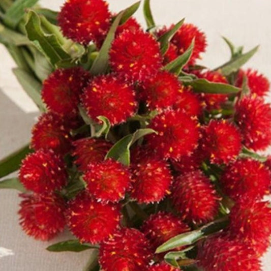 Gomphrena Red Flower Seeds