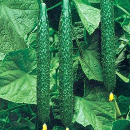 Green Cucumber Seeds