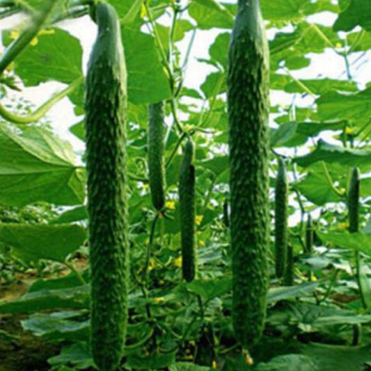 Green Cucumber Seeds
