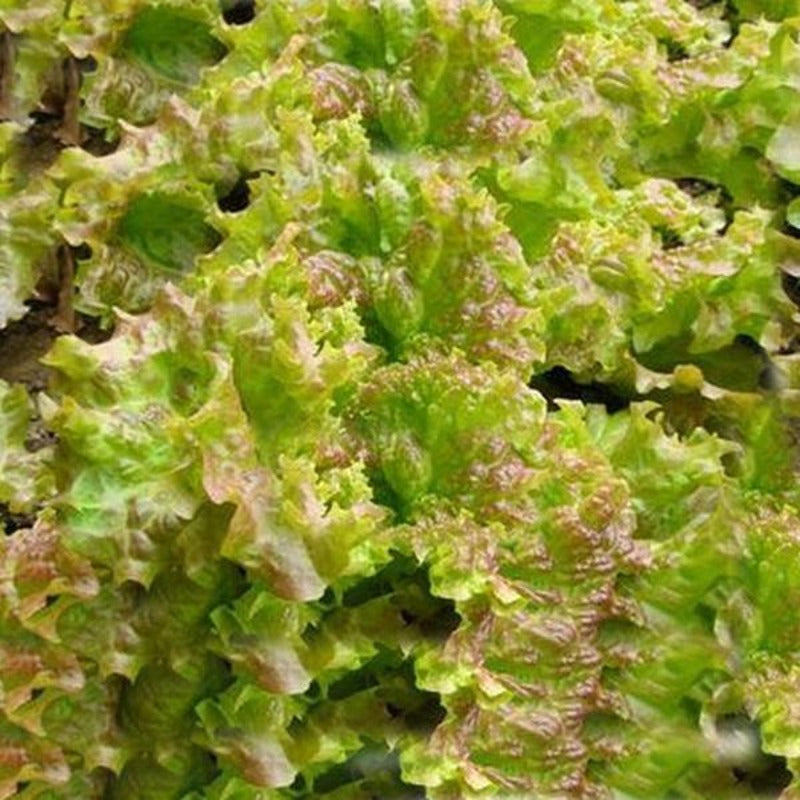 Organic Lettuce Seeds