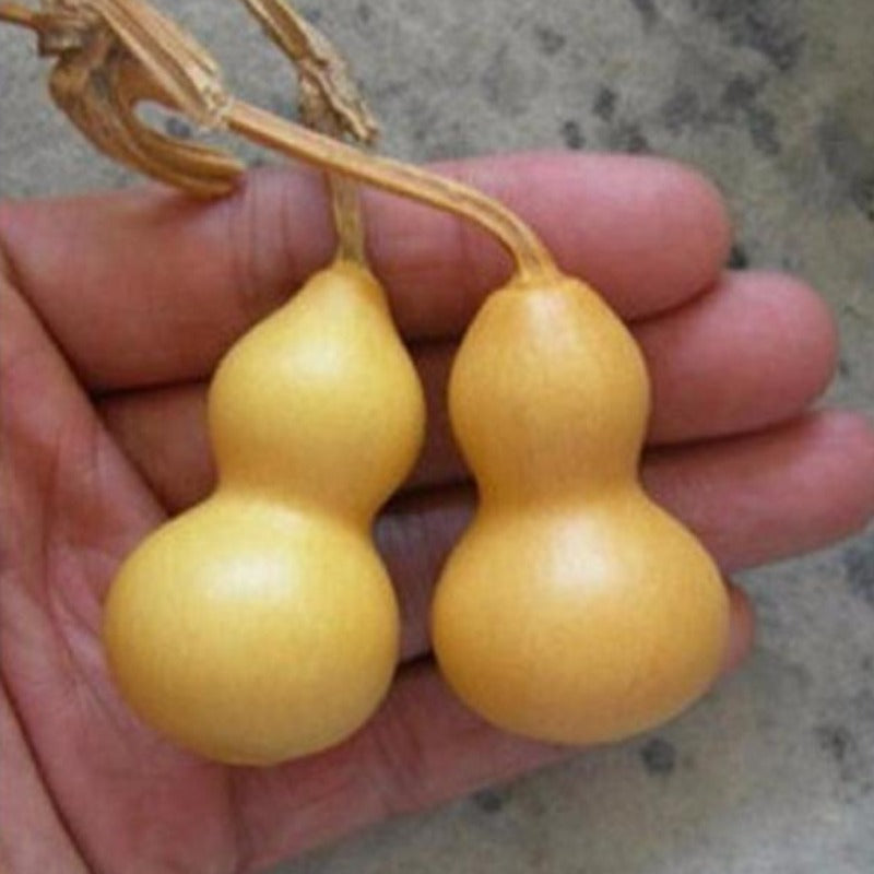 Hand Twist Gourd Seeds