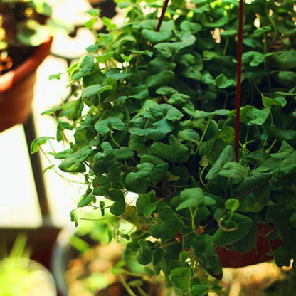 Hanging Dichondra Seeds