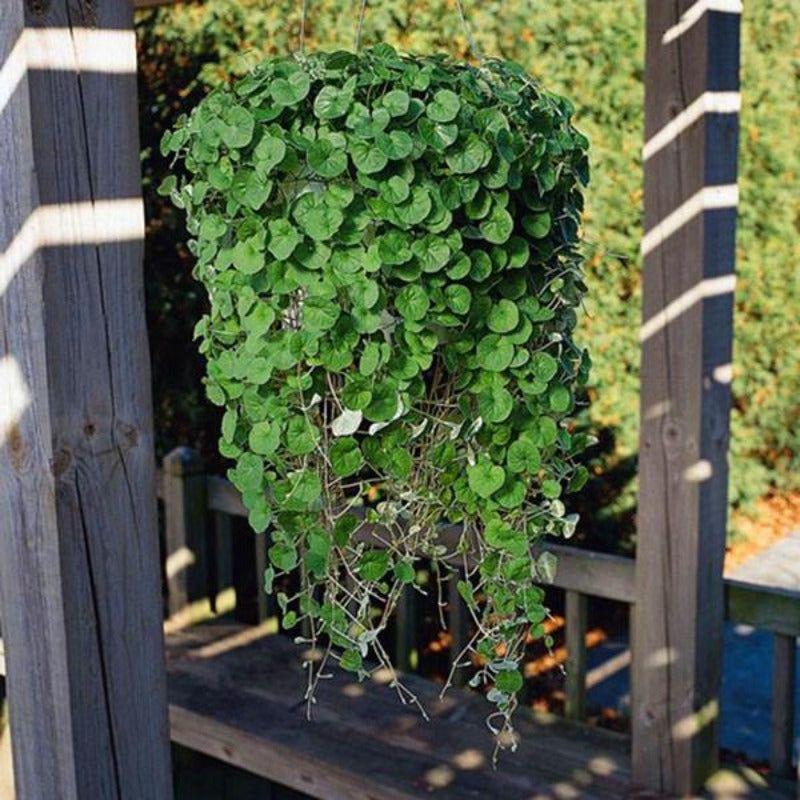 Hanging Dichondra Seeds