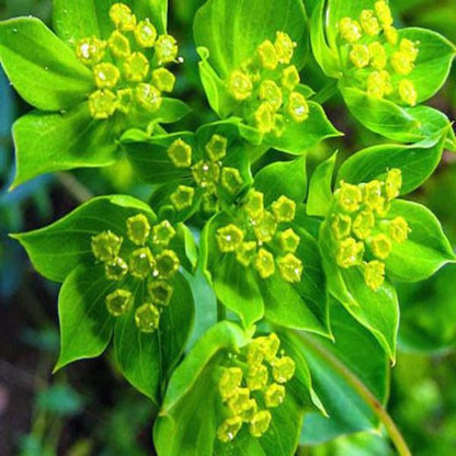 Bupleurum Rotundifolium Griffithii Flower Seeds