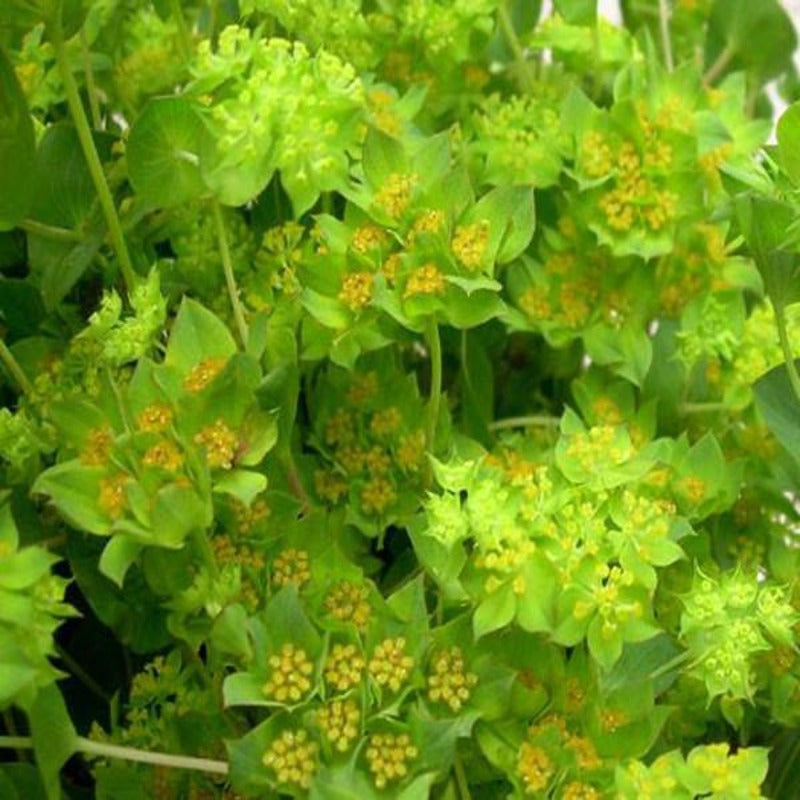 Bupleurum Rotundifolium Griffithii Flower Seeds