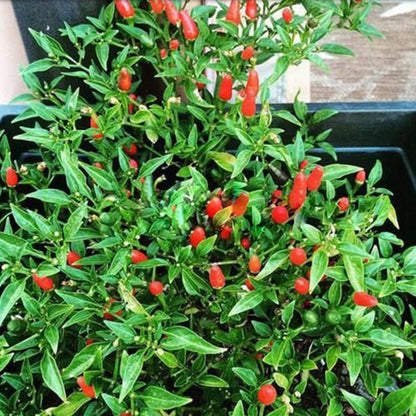 Capsicum Annuum Ornamental Chili Seeds