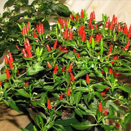 Capsicum Annuum Ornamental Chili Seeds