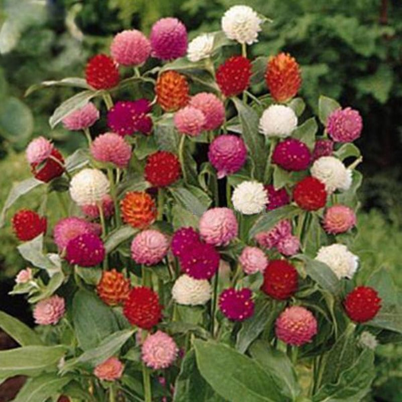 Higro Gomphrena Globe Amaranth Flowers Seeds