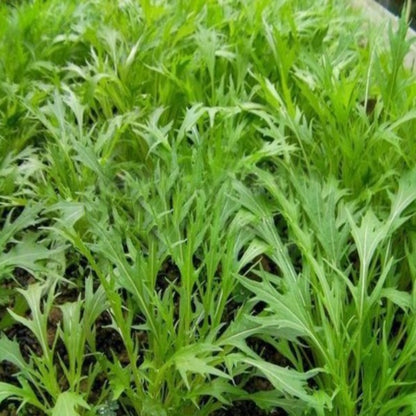 Japanese Mizuna Mustard Leaf Seeds