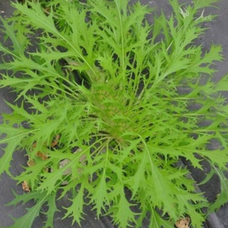 Japanese Mizuna Mustard Leaf Seeds