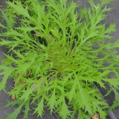 Japanese Mizuna Mustard Leaf Seeds