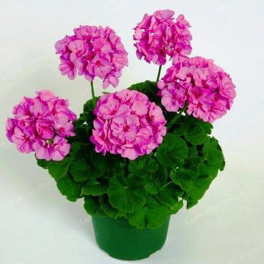 Geranium Seeds Two-Color Variegated Flower Seed
