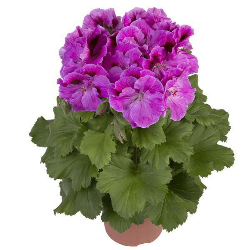 Pelargonium Geranium Geraniaceae Flower Seeds