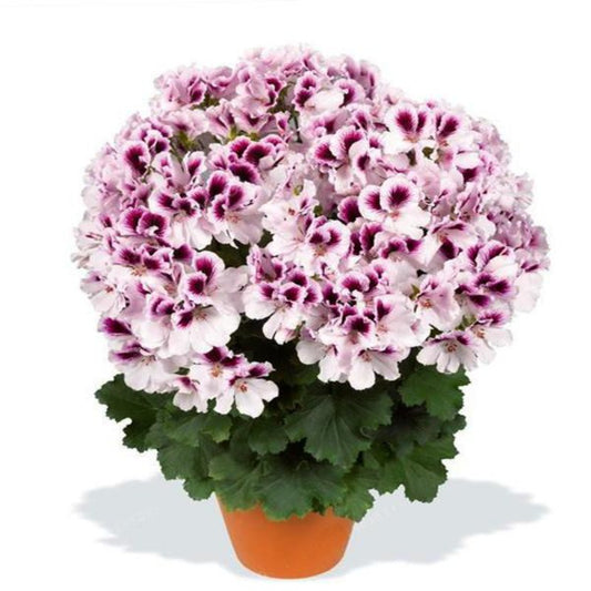 Pelargonium Hybrid Candy Flowers Indoor Plant Seeds