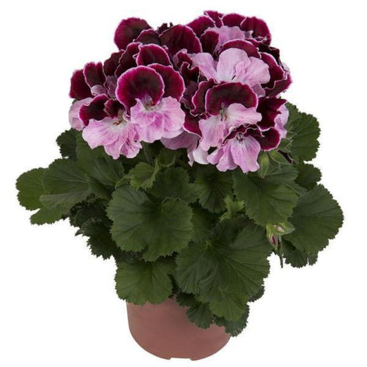 Geranium Indoor Plants Flower Seeds