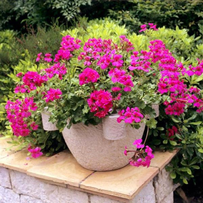 Hybrid Baugainvillea Flower Seeds