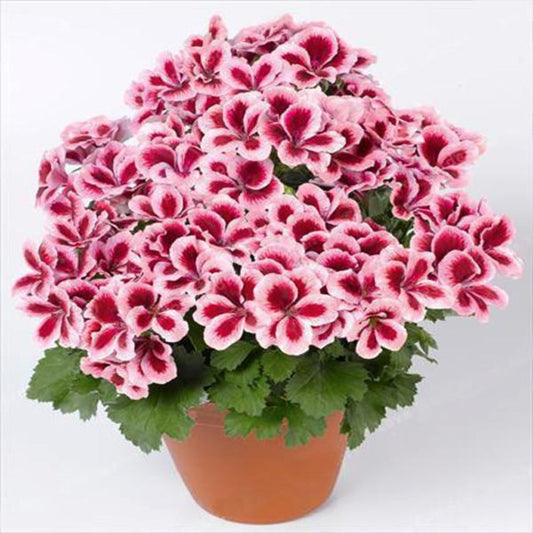 Geranium Pelargonium Flower Seeds