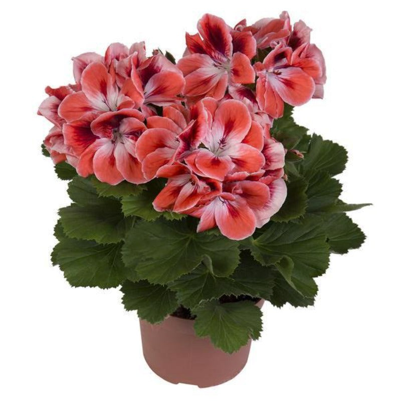 Perennial Flower Seeds