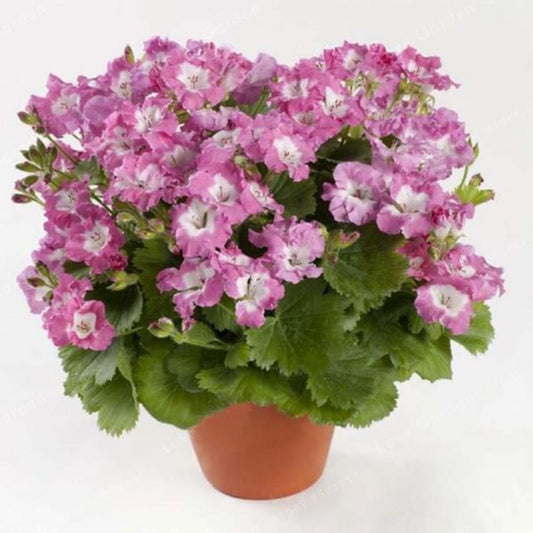 Geranium Seeds