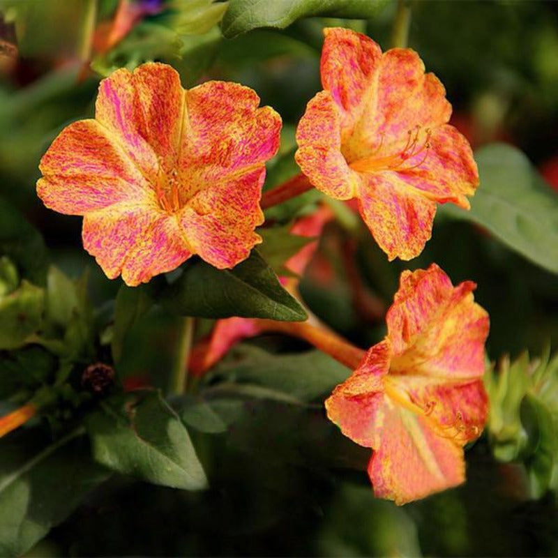 Red Dot Yellow Petals Jasmine Seeds