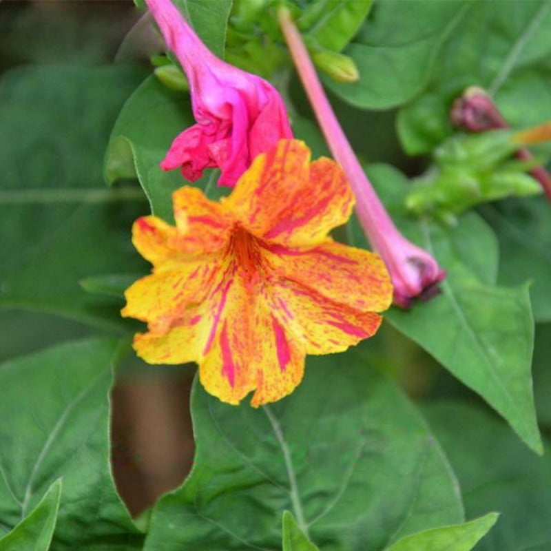 Red Dot Yellow Petals Jasmine Seeds