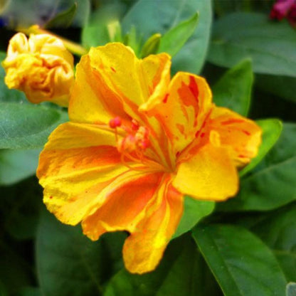 Red Dot Yellow Petals Jasmine Seeds