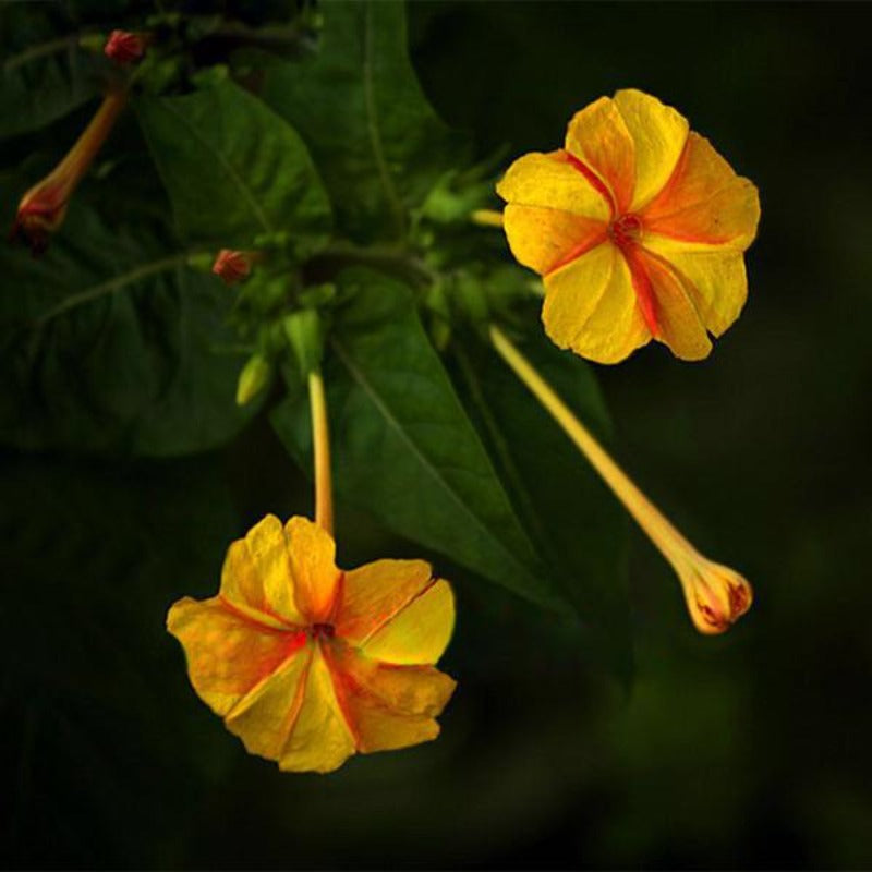 Red Dot Yellow Petals Jasmine Seeds