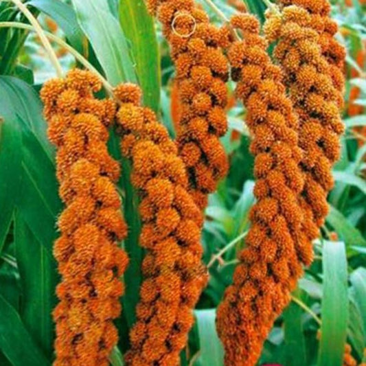 Foxtail Millet Seeds