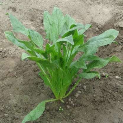 Spinach Seeds