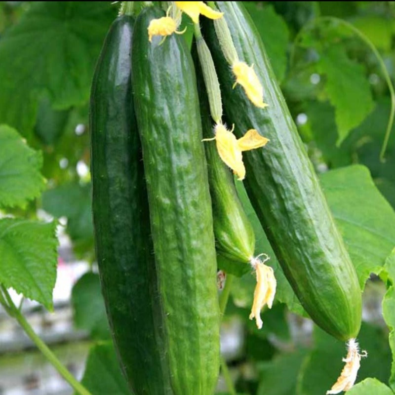 Dry Cucumber Seeds