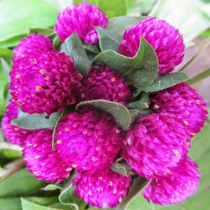 Gomphrena Pink Flower Seeds