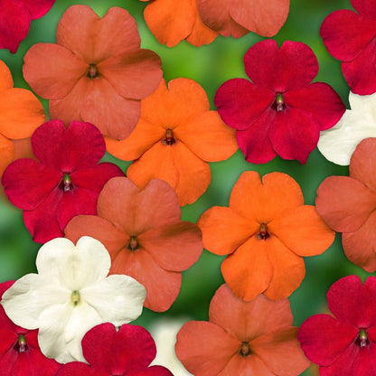 Red Impatiens Walleriana Flowers Seeds