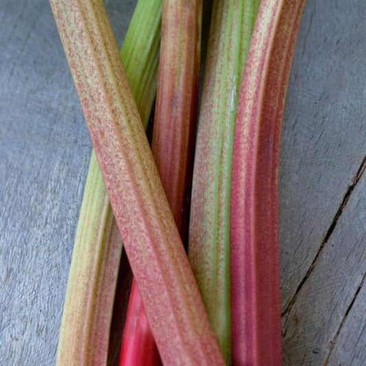 Rhubarb Raspberry Red Vegetable Seeds