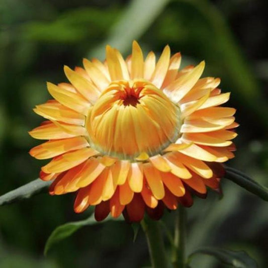 Helichrysum Seeds