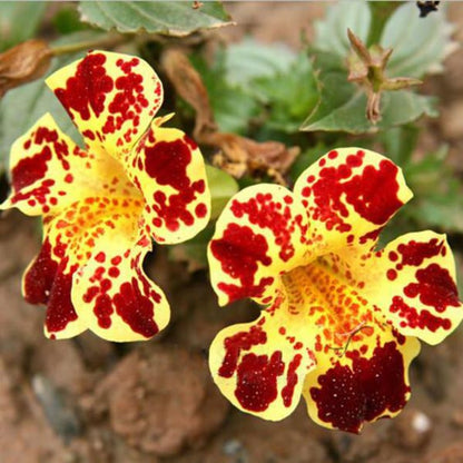 Monkeyflower Mimulus Moschatus Seeds